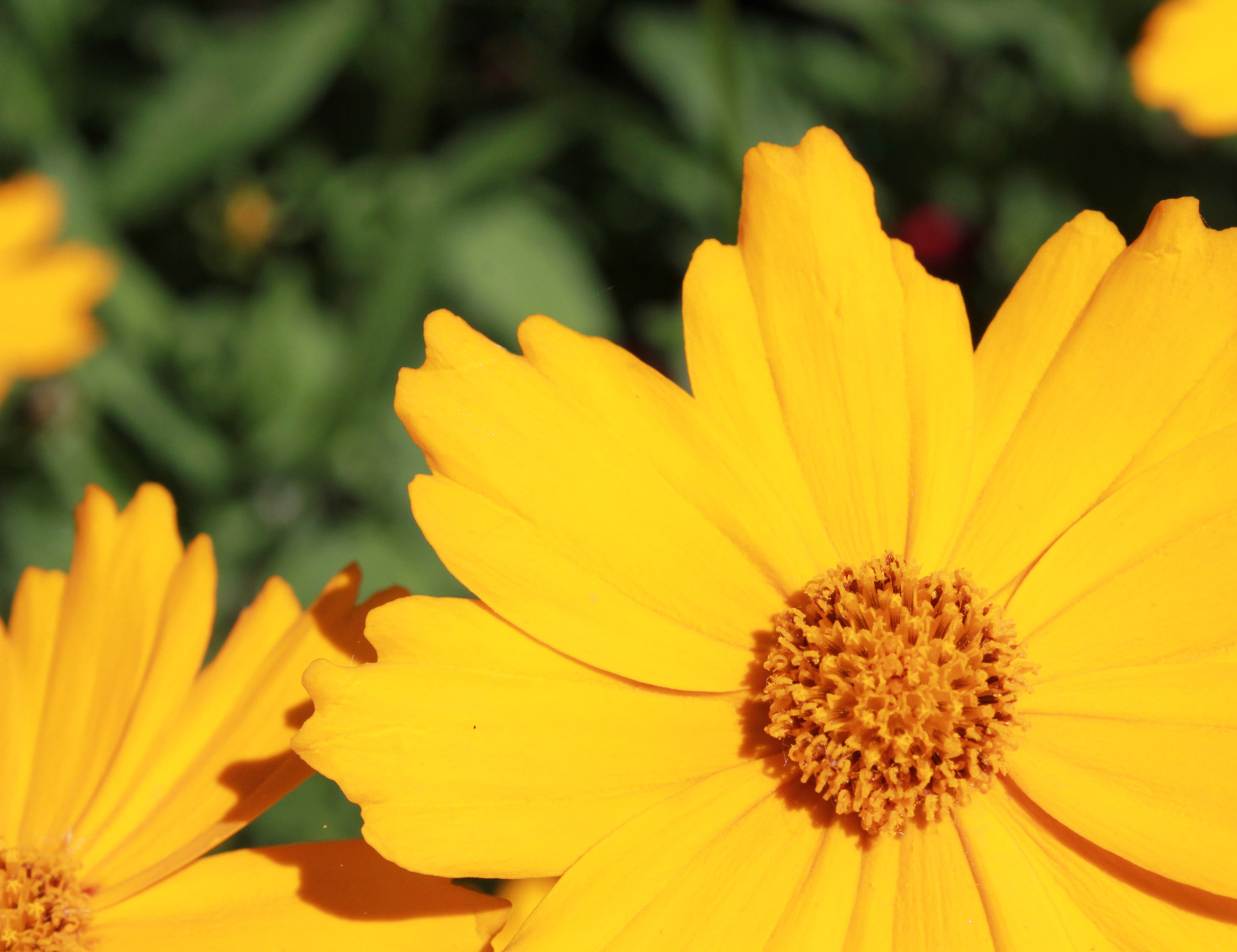 Blumen auf der Mainau