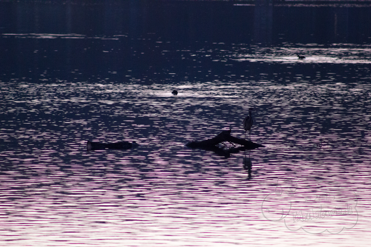 ein 12tel Blick: Der Harkortsee im Dezember 2015