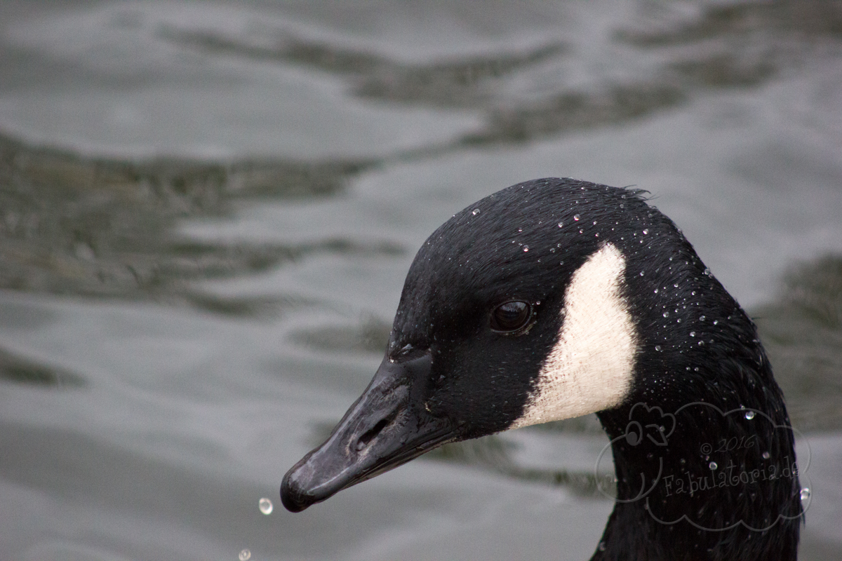 #BlogowskiLondonJourney – Little Venice